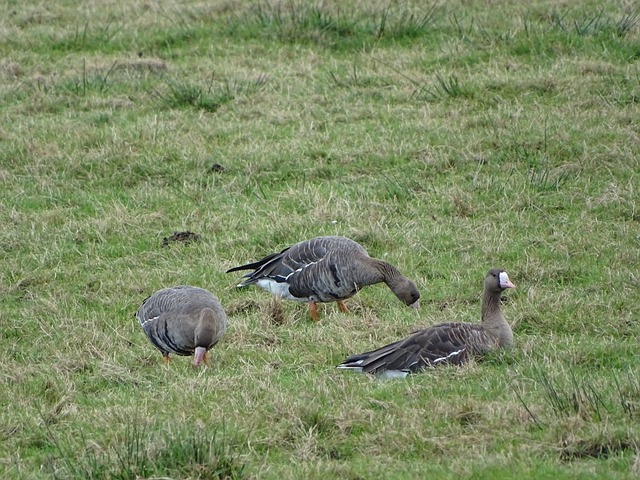 南虎以客场 南虎以客场