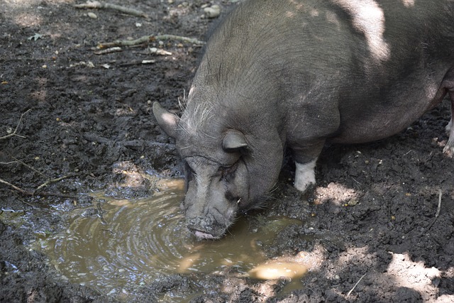 公牛的战斗 公牛的战斗